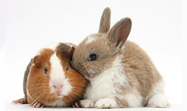 Bọ Ú Guinea Pig